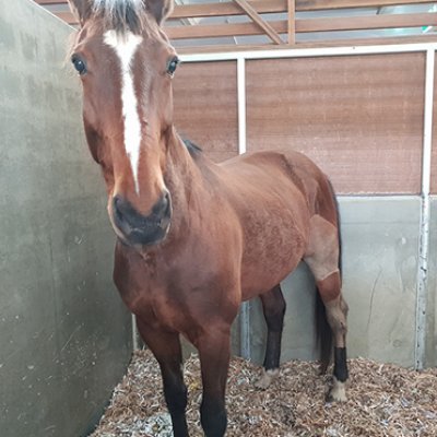 A horse in a stall with recycled cardboard bedding.